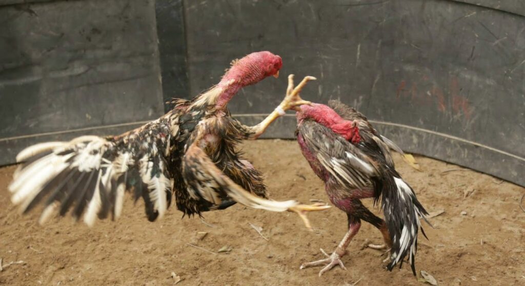 Khác với hình thức đá gà truyền thống, đá gà cựa sắt 32Win là chiến kê sẽ được mang cựa kim loại sắt bén