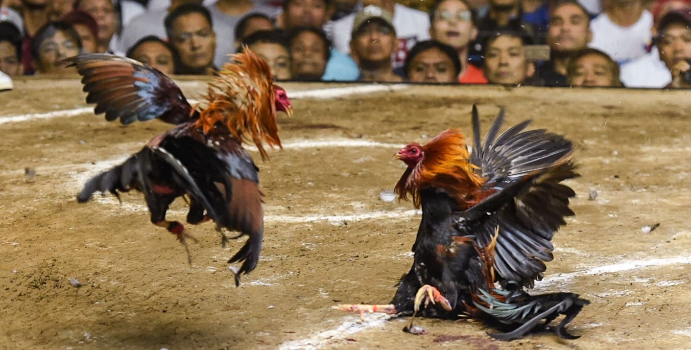 Sới gà đặt tại Thomo và được livestream trực tiếp thời gian thực